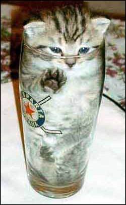 Funny picture of the day